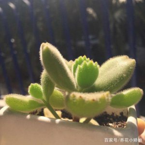熊童子夏天怎么浇水方法 夏天如何给熊童子浇水？