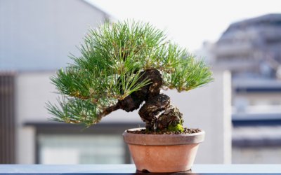 黑松怎么养殖方法 种植黑松的方法
栽培黑松的技巧
