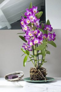 石斛花怎么养殖方法和注意要点 石斛花养殖技巧及注意事项