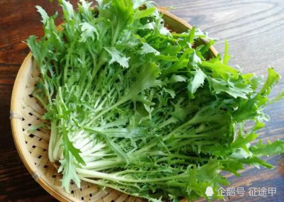 牛奶可以浇菜吗 可以用牛奶来浇菜吗？