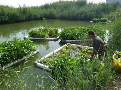 鱼池水可以浇菜吗 鱼缸水可用来浇菜吗？