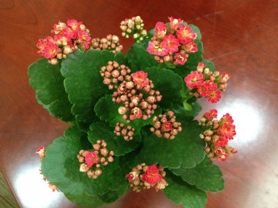 伽蓝菜怎么养护比较好 怎样养护伽蓝菜更好
伽蓝菜的养护技巧