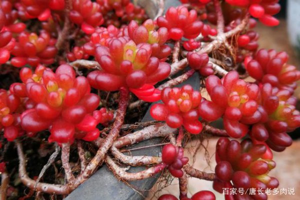 红色浆果怎么养护变红爆盆