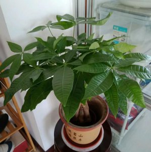 发财树移盆后要浇水吗 发财树换盆后需不需要浇水？