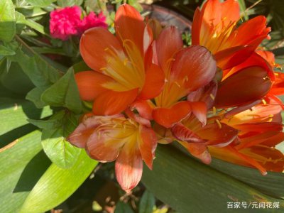 属鼠适合养什么花 属鼠人适合养哪些花？