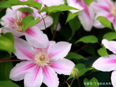 铁粉适合养什么花 养什么花适合铁粉