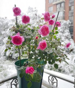 玫瑰冬天能栽活吗 寒冬能种植玫瑰吗？