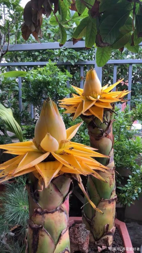 佛堂适合养什么花或植物