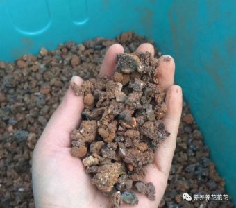 烧过的蜂窝煤可以直接种花吗 可以用烧过的蜂窝煤直接栽花吗？