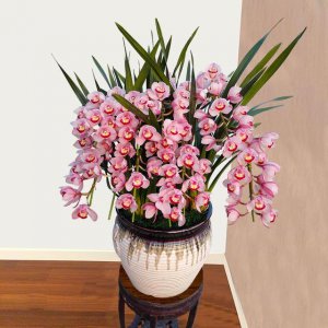 过年家里适合养什么花 过年在家适合养哪些花？