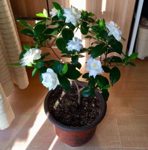 刚买的栀子花怎么养护 新买的栀子花如何进行养护？