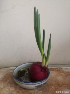 洋葱水适合浇什么花 适合用洋葱水浇什么花