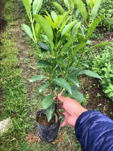 非洲茉莉怎么养才长得好 如何种植非洲茉莉才能生长良好