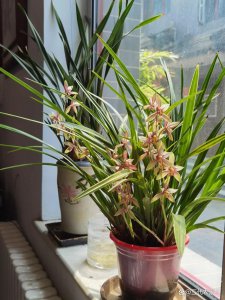 兰花怎么养好看 如何种植出漂亮的兰花