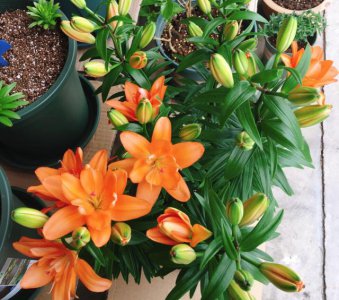 百合花用多大的盆合适 百合花适合用多大的花盆种植