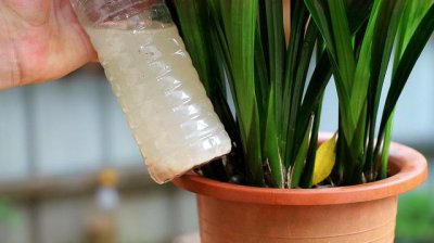 豆渣水适合浇什么花 用豆渣水浇花效果好吗？