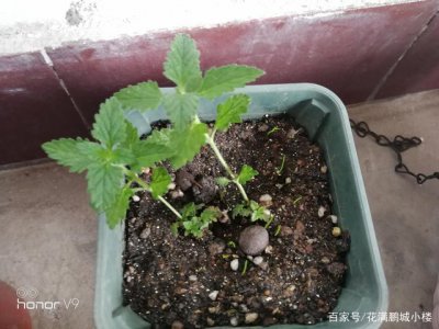 美女樱种子怎么种植 如何种植美女樱种子？