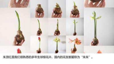 买的花种子怎么种植 花种子该如何种植？
