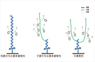 甜瓜打顶时间及方法步骤 甜瓜敲顶的正确时间和方法步骤