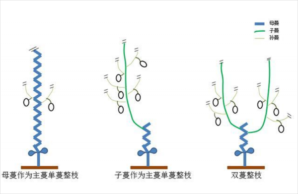 甜瓜打顶时间及方法步骤