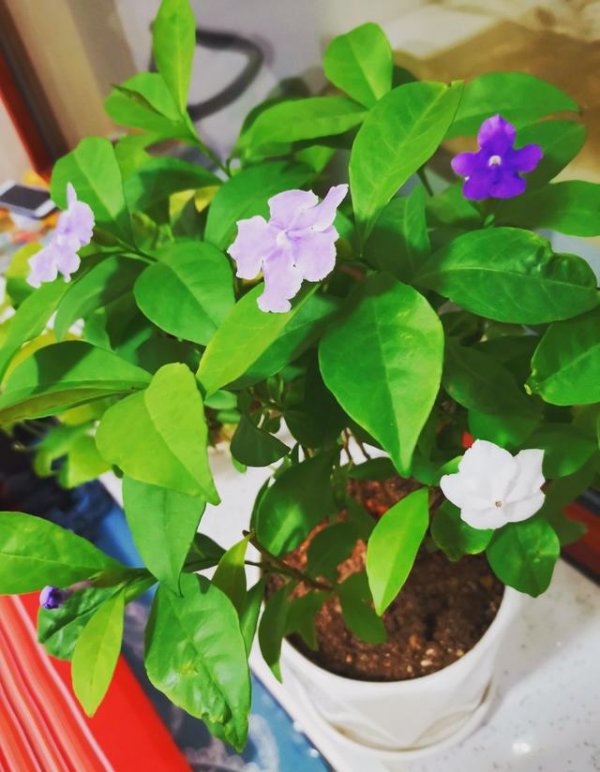 双色茉莉怕晒吗 怕阳光晒吗