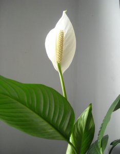 一帆风顺花喜水吗 属于喜水植物吗