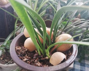 蛋壳粉适合浇什么花 用蛋壳粉来浇哪些花最适合