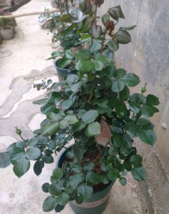 氮肥适合浇什么花 适合种植什么花使用氮肥