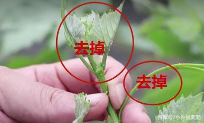 葡萄树摘心打顶时间与方法 葡萄树修剪的最佳时间和技巧