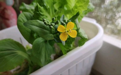 油菜花可以水养吗 油菜花适合水养吗？
