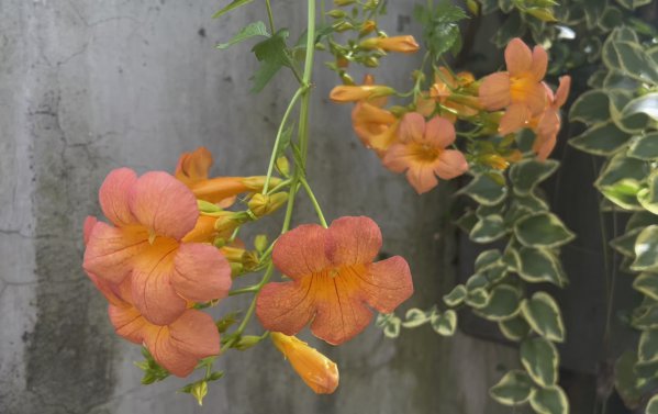 凌霄花好养吗