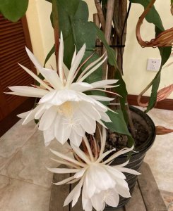 昙花好养吗 昙花易养吗？