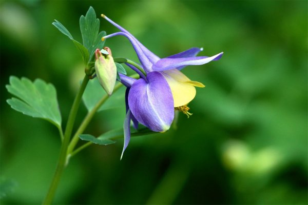 耧斗菜好养吗