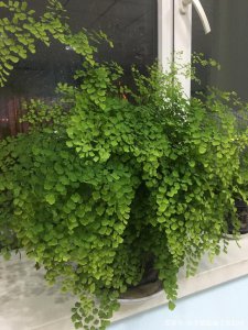 铁线蕨好养吗 铁线蕨养护简易吗？
铁线蕨易养吗？