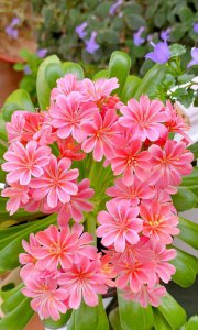 露薇花好养吗 露薇花的养护技巧
露薇花适合养吗？