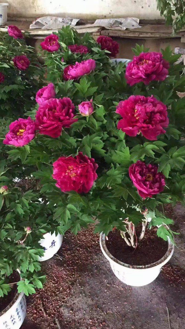 牡丹花好养活吗