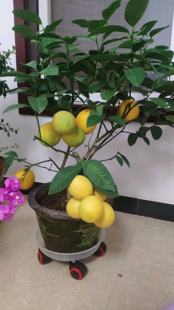 柠檬好养活吗