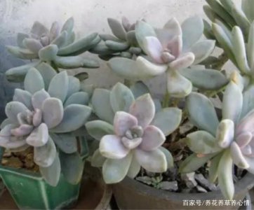 冬美人上盆时间与养护方法 冬美人的盆栽时间和护理技巧
