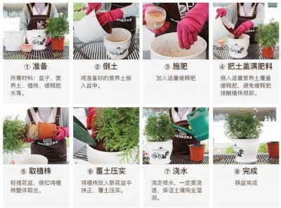 山地玫瑰上盆时间与养护方法 山地玫瑰的盆栽时间和护理技巧