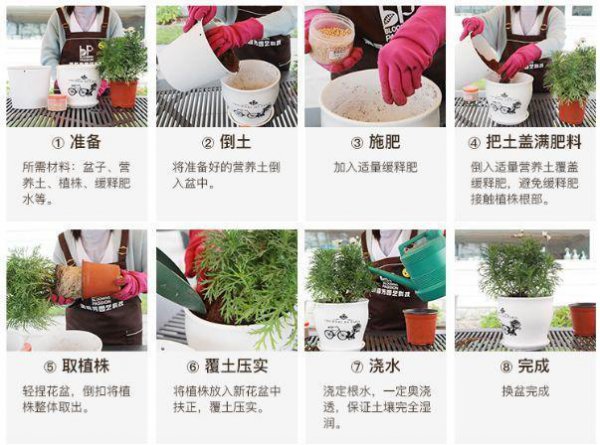 山地玫瑰上盆时间与养护方法