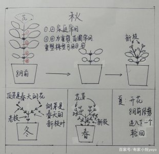 绣球花摘心打顶时间与方法 摘心绣球花的最佳时间与方法