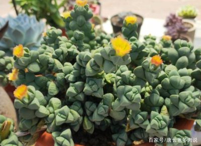 鹿角海棠多久浇一次水 鹿角海棠需定期浇水吗？