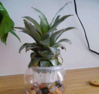 菠萝多久浇一次水 菠萝需定期浇水