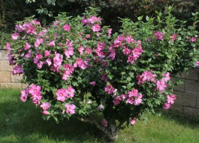 木槿花多久浇一次水 木槿花需多久浇水一次？