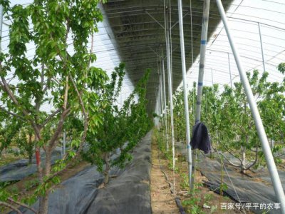 樱桃树多久浇一次水 樱桃树需要多久浇水一次？