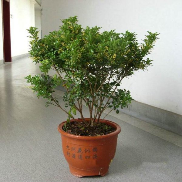 米兰花多久浇一次水