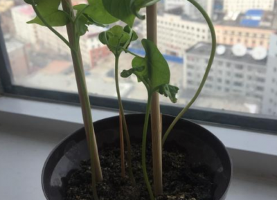 牵?；ㄕ拇蚨ナ奔溆敕椒?摘心打顶牵牛花的正确时间和方法