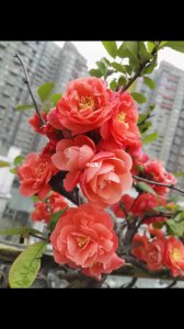 海棠花几天浇一次水 海棠花多久浇一次水？