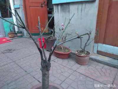 腊梅花什么时候剪枝合适 腊梅树修剪的最佳时间是什么时候？