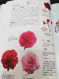 康乃馨花期怎么养护管理 康乃馨花的养护管理技巧